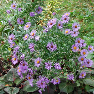 Aster nova-angliae Hella Lacy